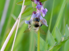 Bombus ruderarius