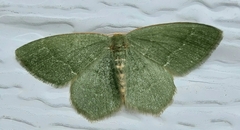 Thalera pistasciaria