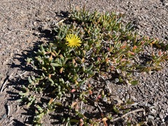Malephora uitenhagensis