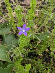Triodanis perfoliata