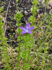 Triodanis perfoliata