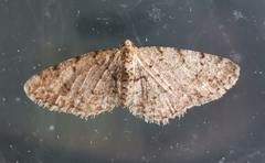Aethalura intertexta