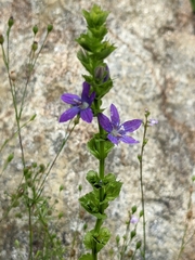 Triodanis perfoliata