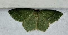 Thalera pistasciaria