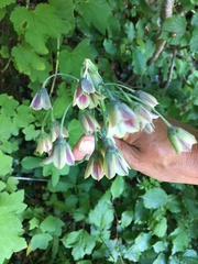 Allium siculum