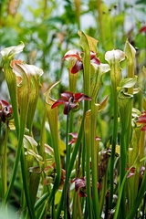 Sarracenia jonesii