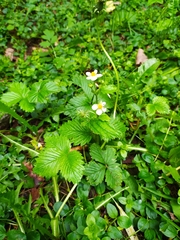 Fragaria vesca