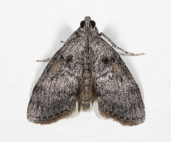 Pococera aplastella