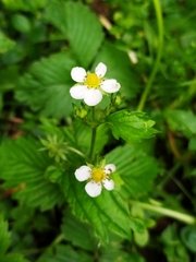 Fragaria vesca