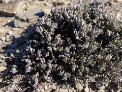Chasmatophyllum willowmorense