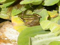 Pelophylax perezi