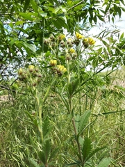 Potentilla recta obscura