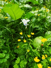 Myosotis scorpioides