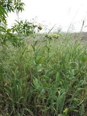 Potentilla recta obscura