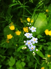 Myosotis scorpioides
