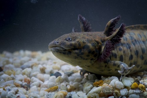 Anderson's Salamander