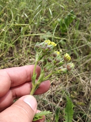 Potentilla recta obscura