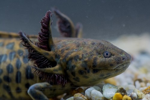 Anderson's Salamander