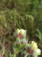 Potentilla recta obscura
