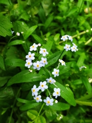 Myosotis scorpioides