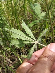 Potentilla recta obscura