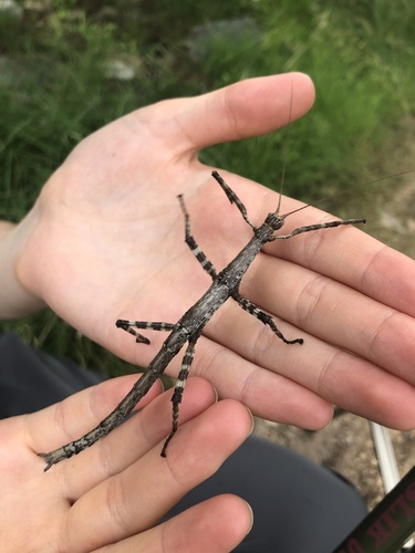 Giant Walkingstick photo 4