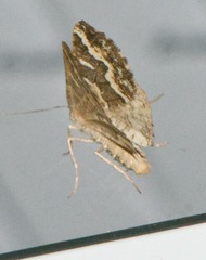 Caripeta divisata
