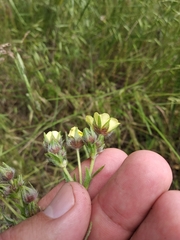 Potentilla recta obscura