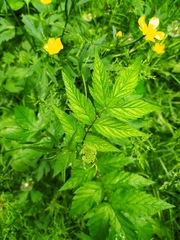 Filipendula ulmaria