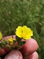Potentilla recta obscura