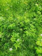 Filipendula ulmaria