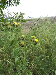 Potentilla recta obscura