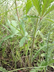 Potentilla recta obscura