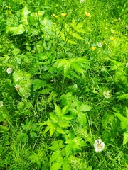 Filipendula ulmaria