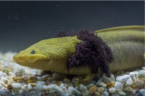 Lake Pátzcuaro Salamander