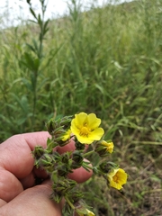 Potentilla recta obscura