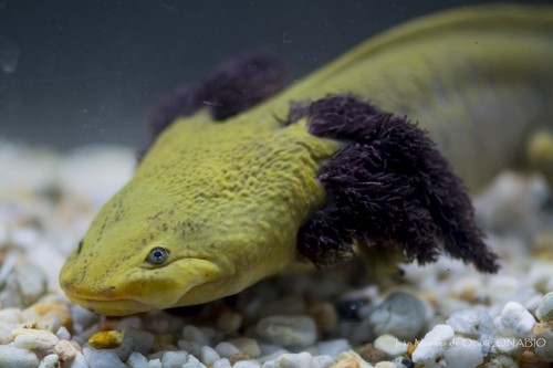 Lake Pátzcuaro Salamander