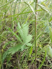 Potentilla recta obscura