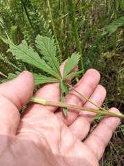 Potentilla recta obscura