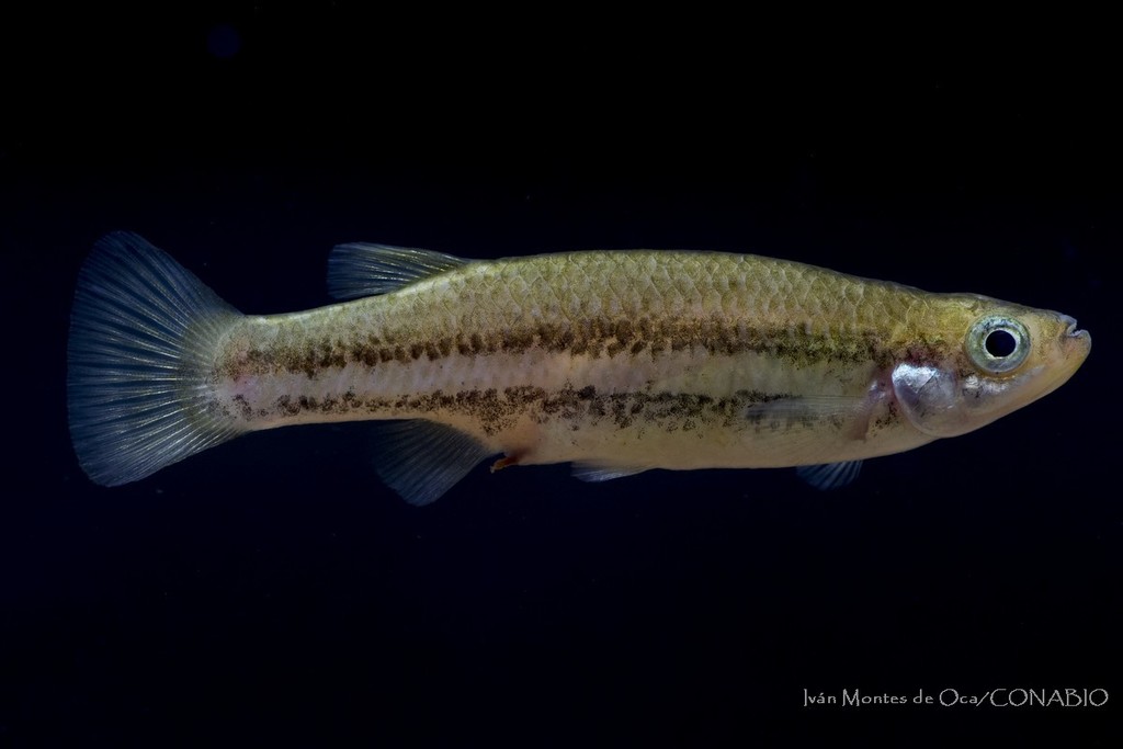 Bluetail Splitfin