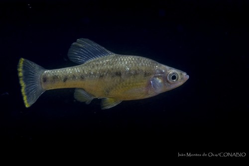 Barred Splitfin