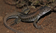 Pedioplanis laticeps