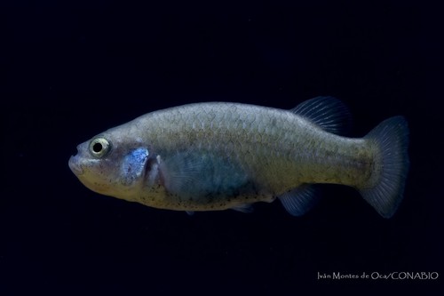 Rainbow Characodon