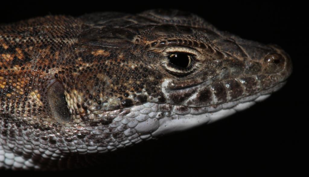 Karoo Sand Lizard