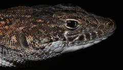 Pedioplanis laticeps