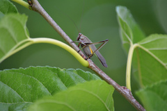 Enthephippion olivaceum