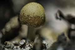 Candolleomyces candolleanus