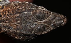 Pedioplanis laticeps