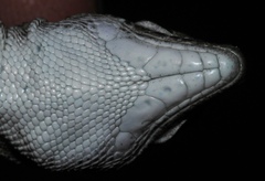 Pedioplanis laticeps