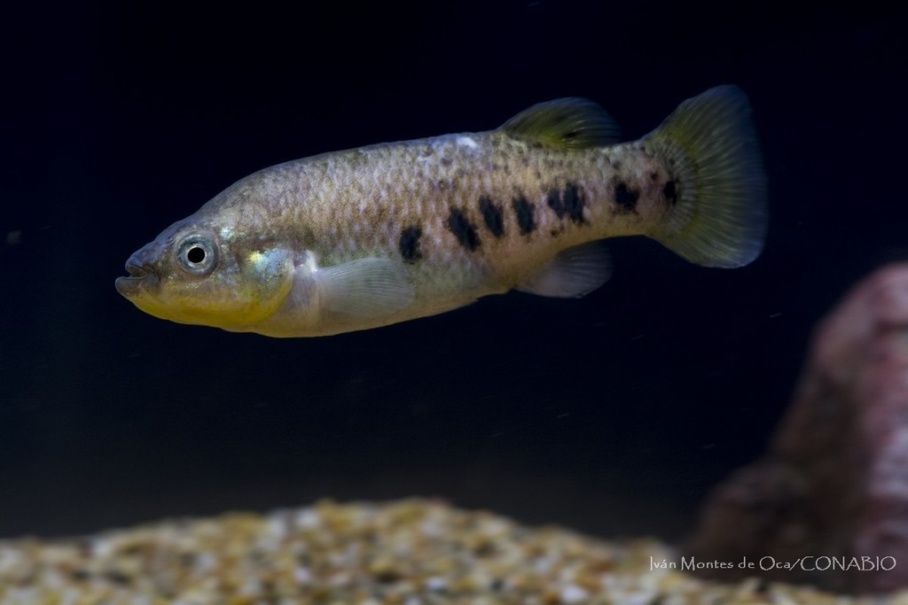 Rainbow Characodon